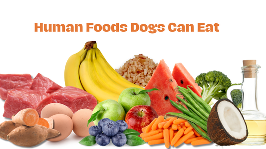 Human Foods Dogs Can Eat
