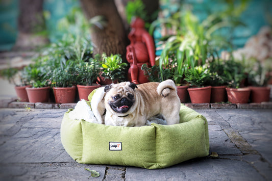 How to Choose the Best Bed for Your Dog’s Sleeping Style