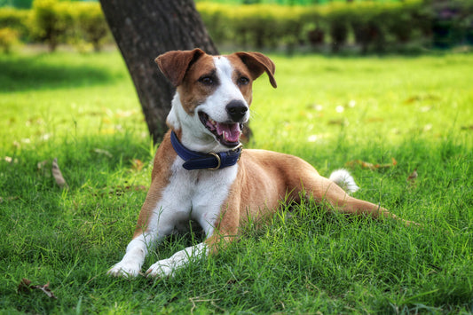 International Dog Day – A Celebration of Love, Loyalty & Second Chances