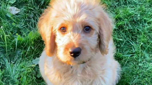 Welcoming a New Puppy: How Leo Became Simba’s Pack Leader