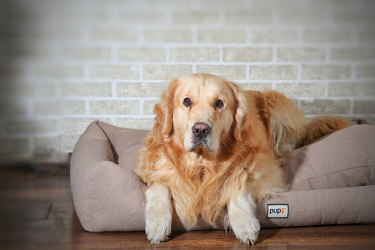 Festive Gifts for Your Furry Friend This Diwali Season