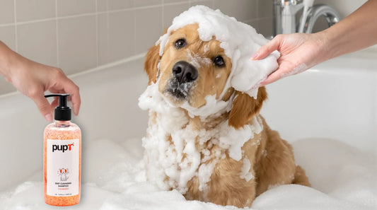 How to Choose the Right Dog Conditioner for Your Pet