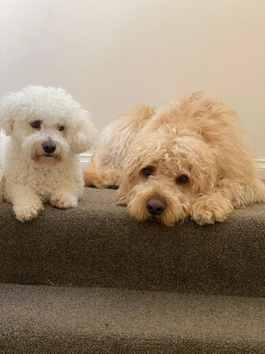 Five common dog postures & what they mean