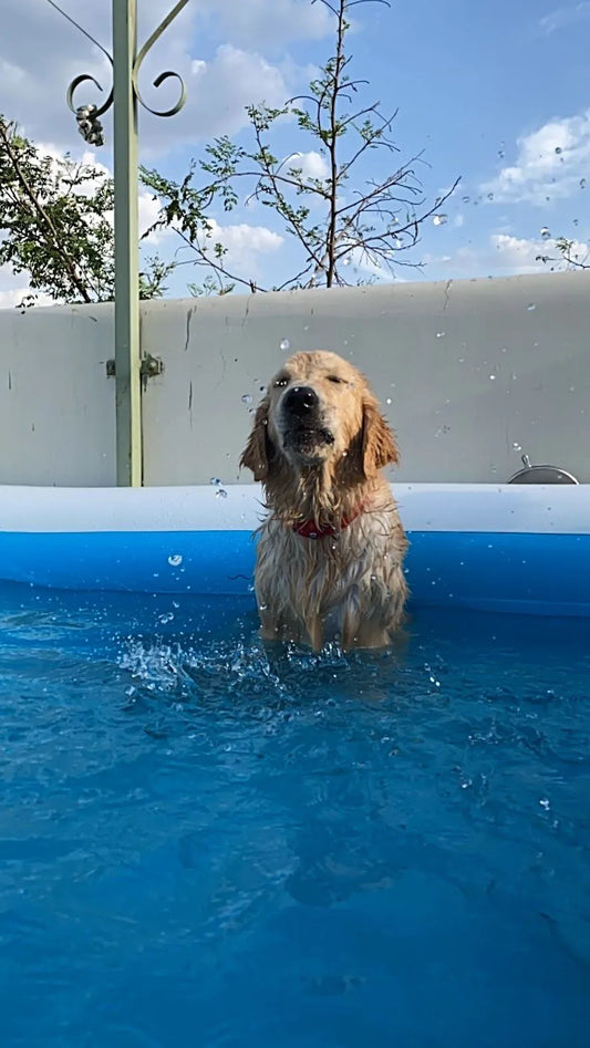 Ideal bathing schedule for your dog