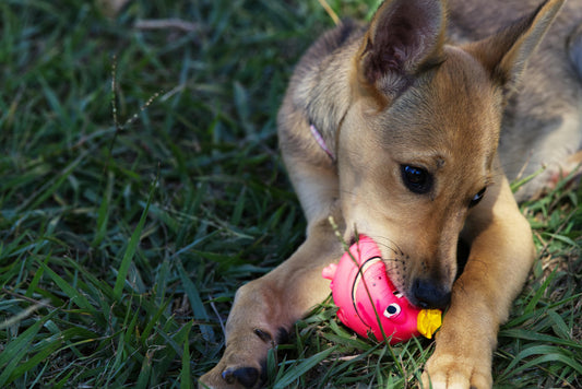 Puppy Teething Timeline and Soothing Tips