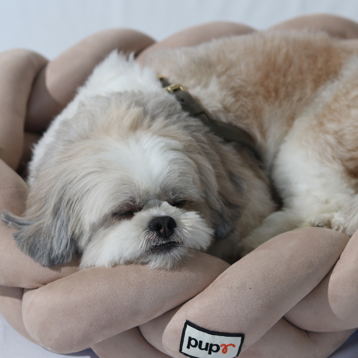 Bruno Beige Dog Bed