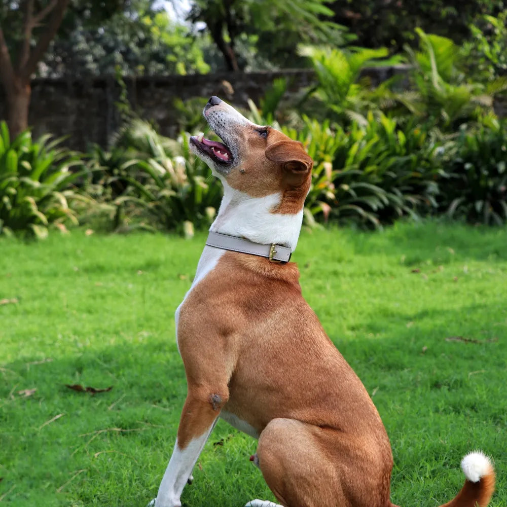Blue Dog Collar