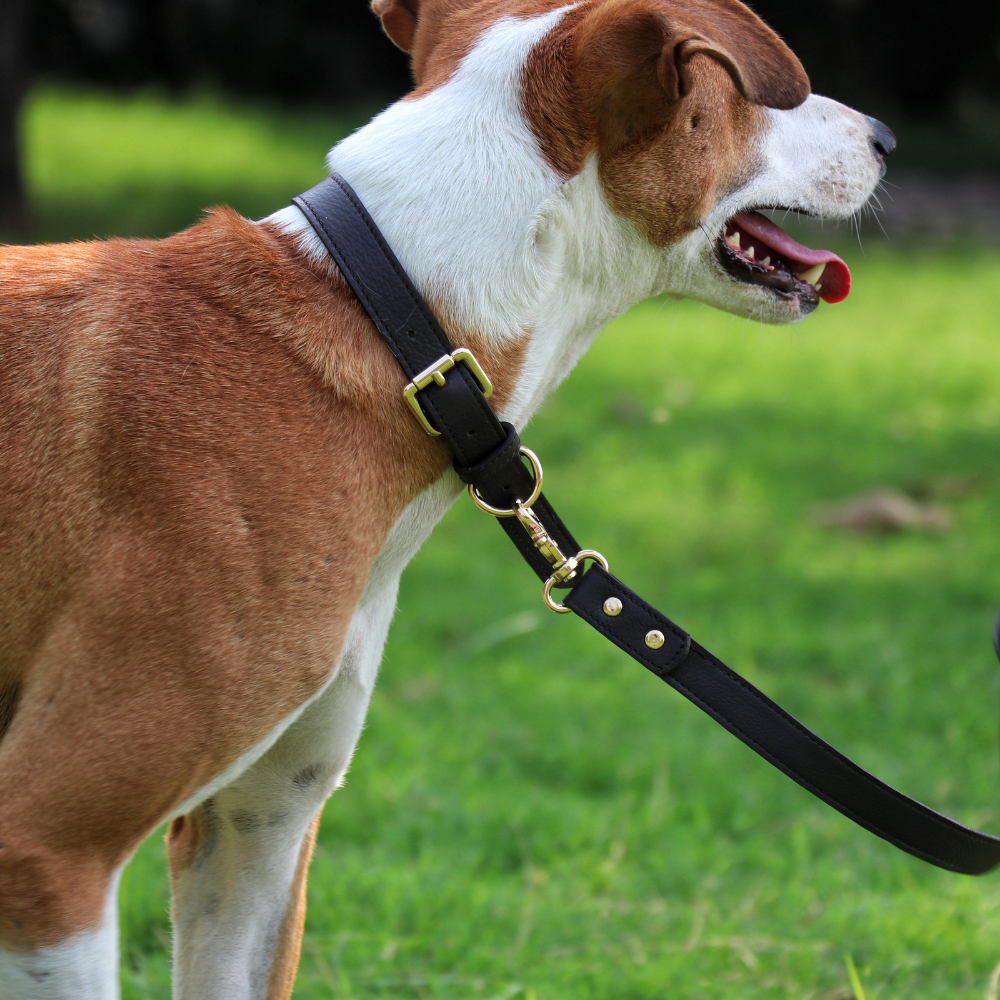 Brown Dog waste Bag Holder