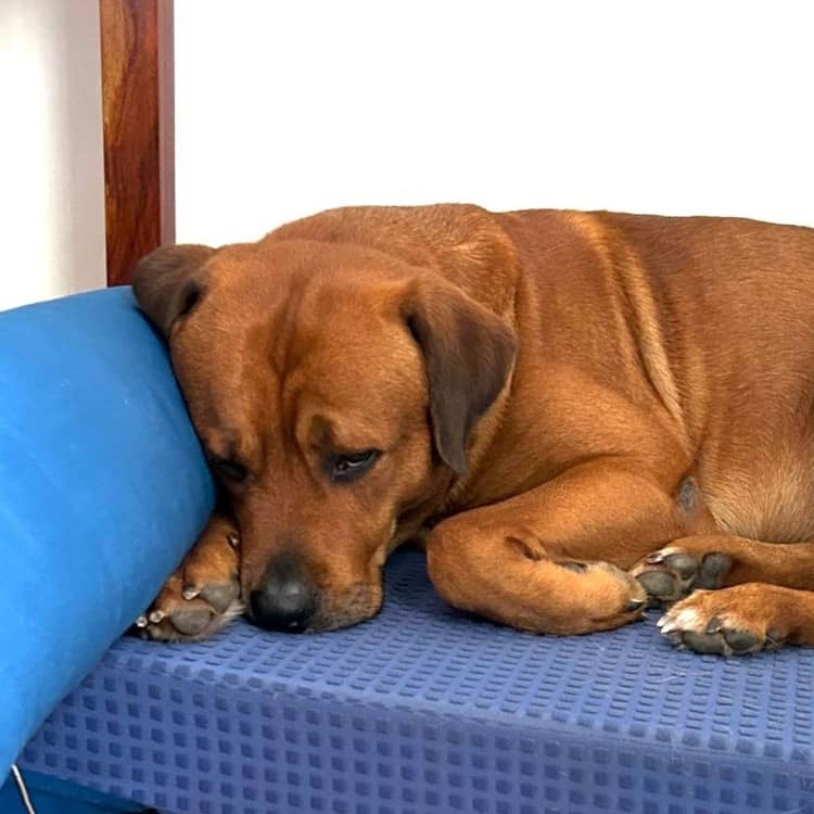Dog Pillow-Navy