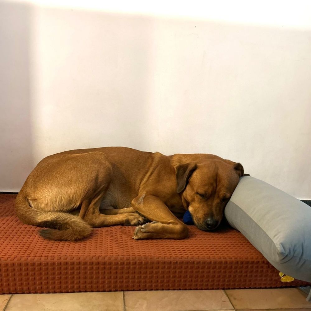 Dog Pillow-Grey