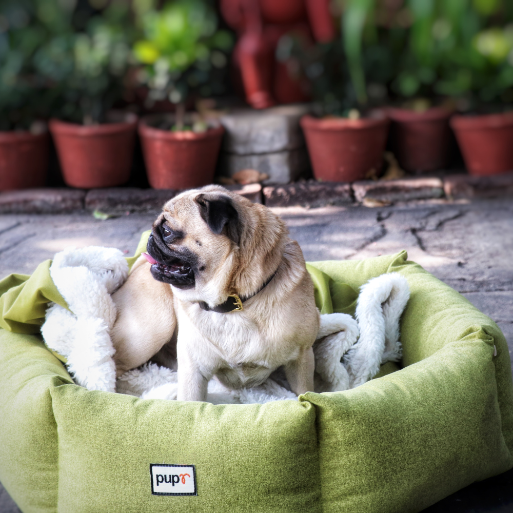 Alex dog Bed-Olive