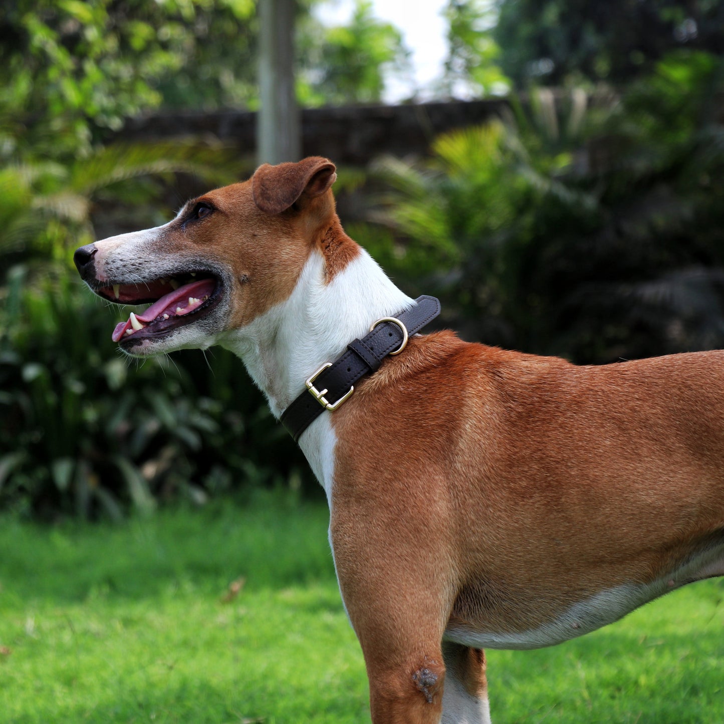 Brown Dog Collar