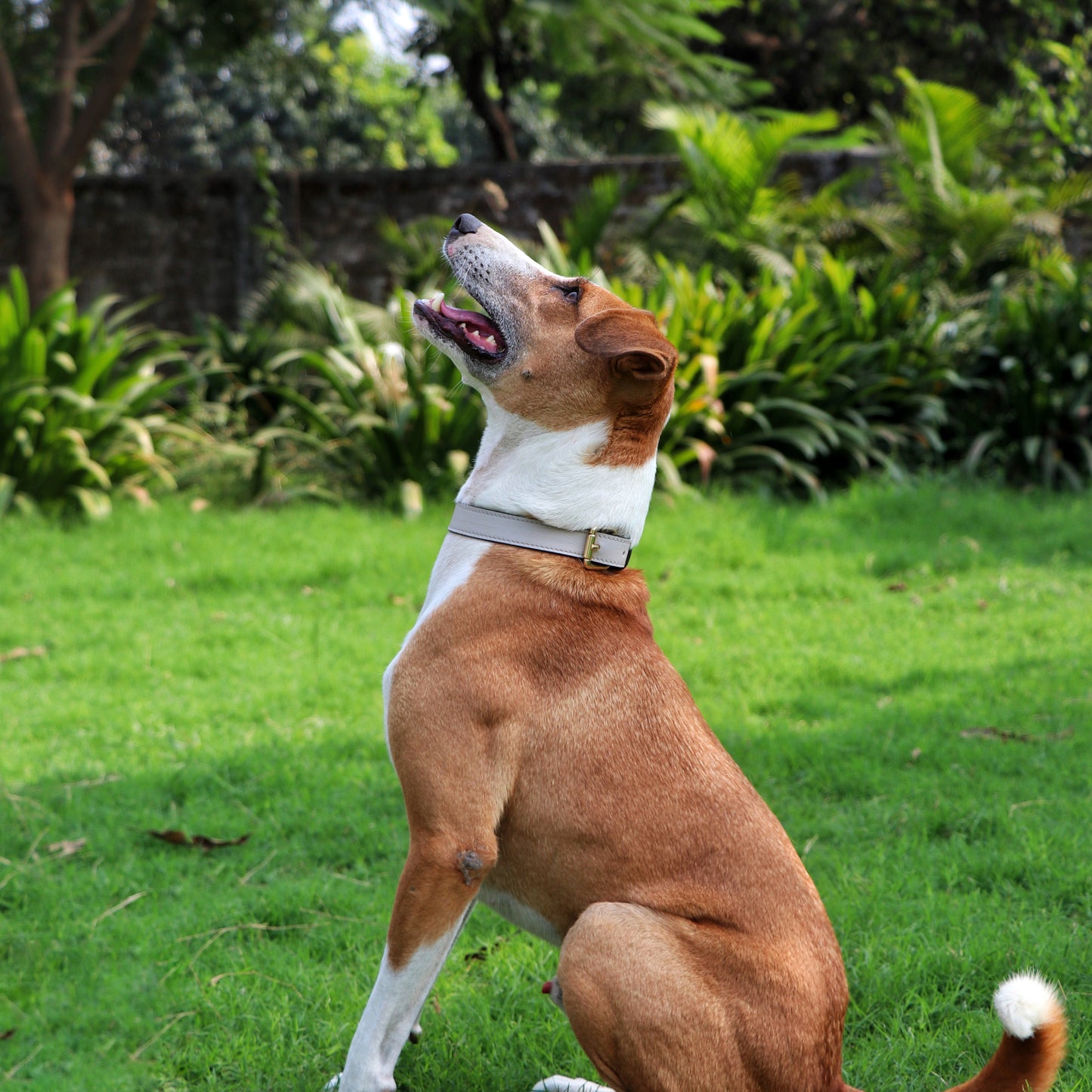 Beige Dog Collar