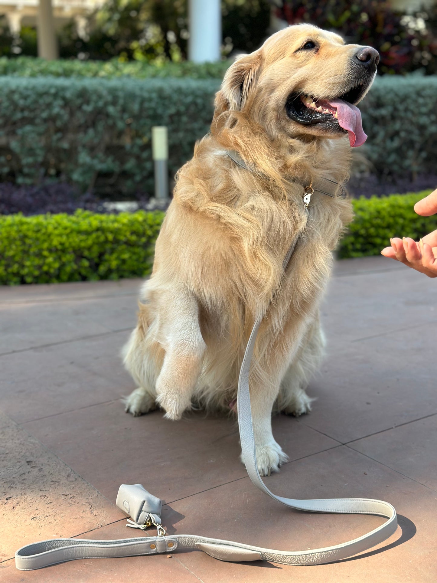 Beige Dog Collar