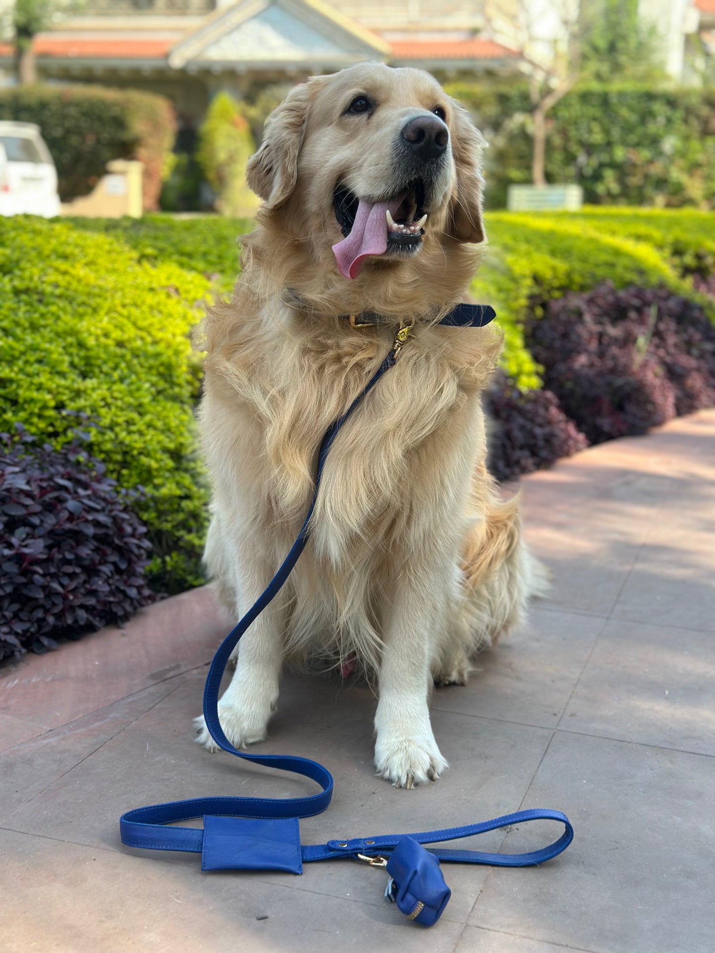 Navy Blue Dog Collar