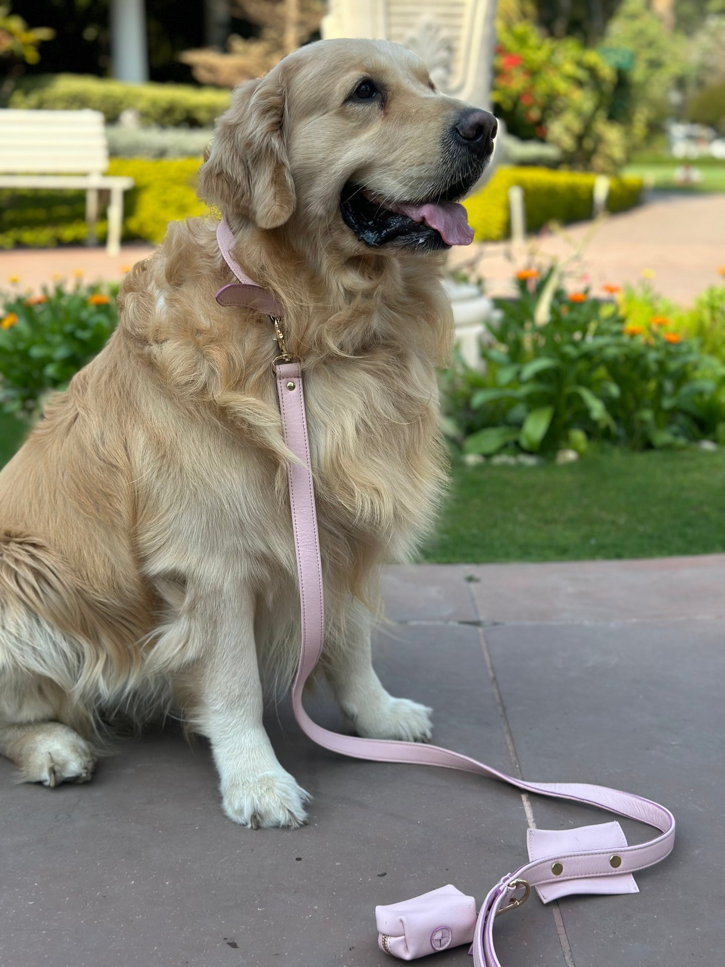 Blush Dog Collar