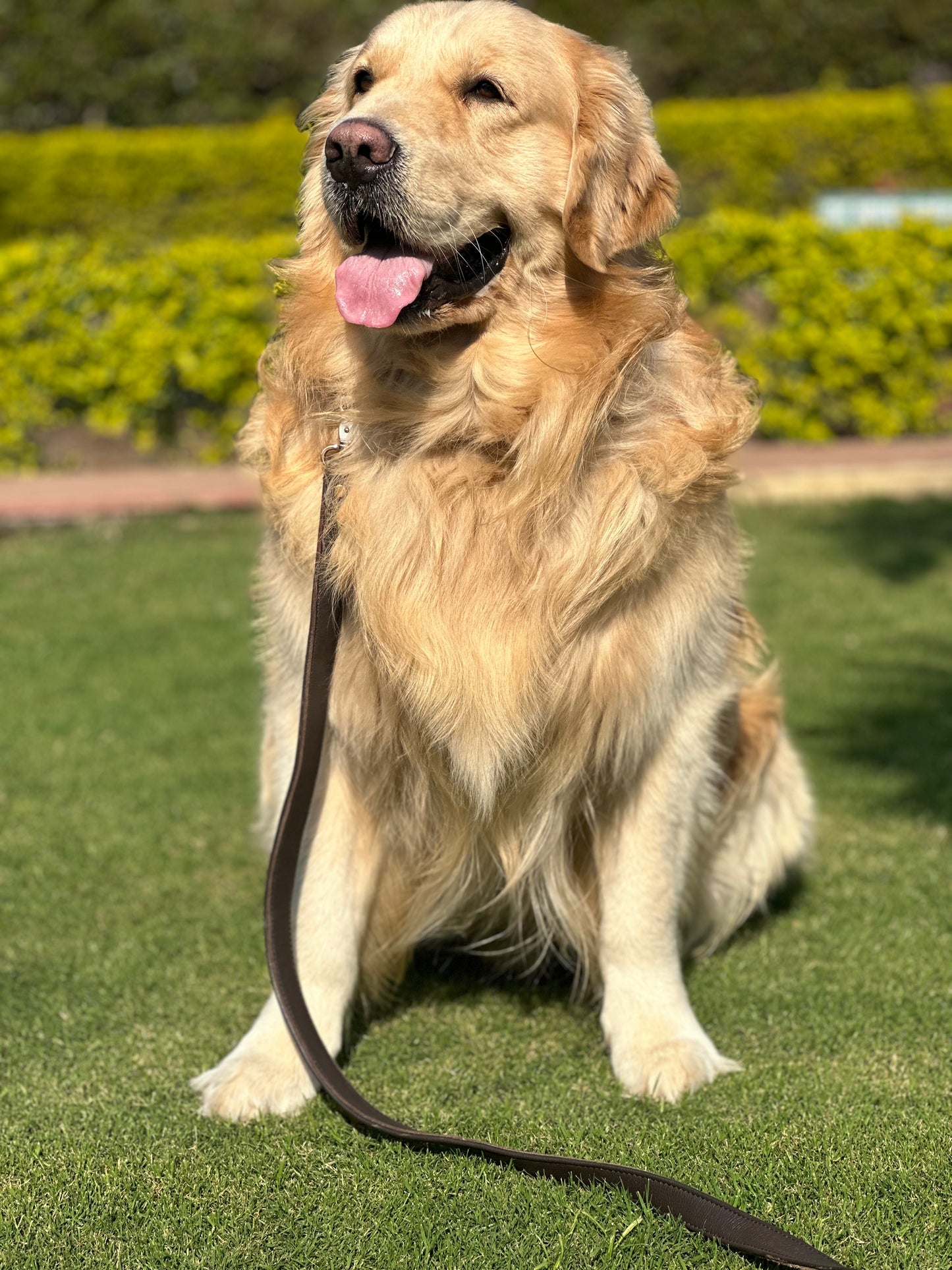 Dog Leashes(Brown)