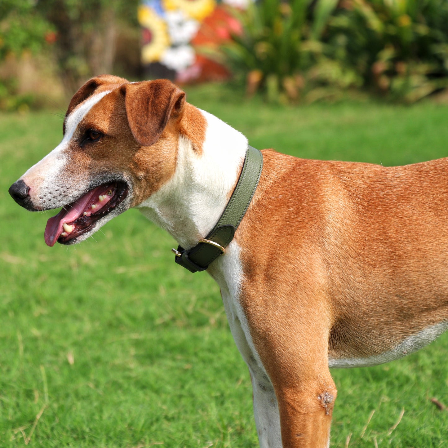 Sage Dog Collars