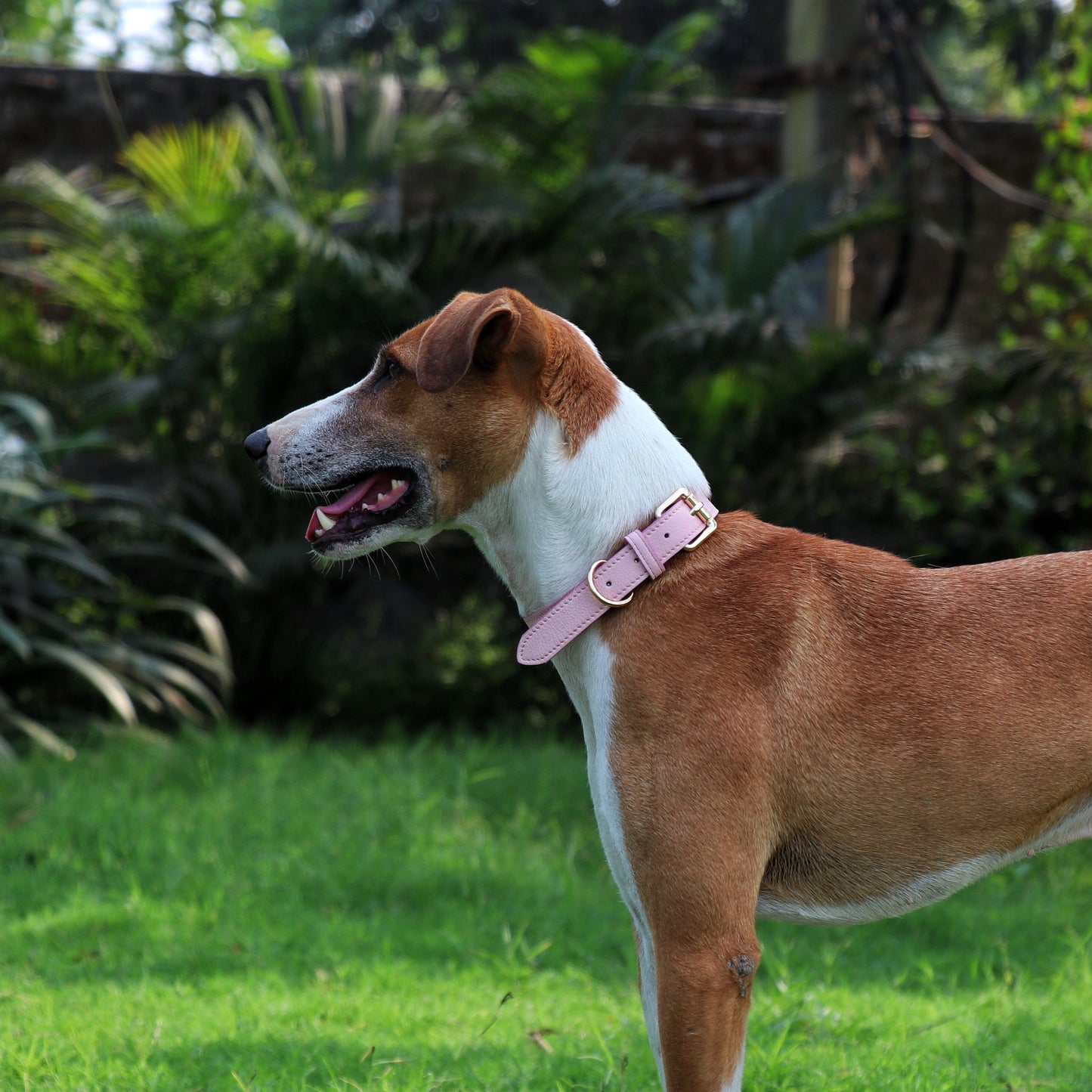 Blush Dog Collar