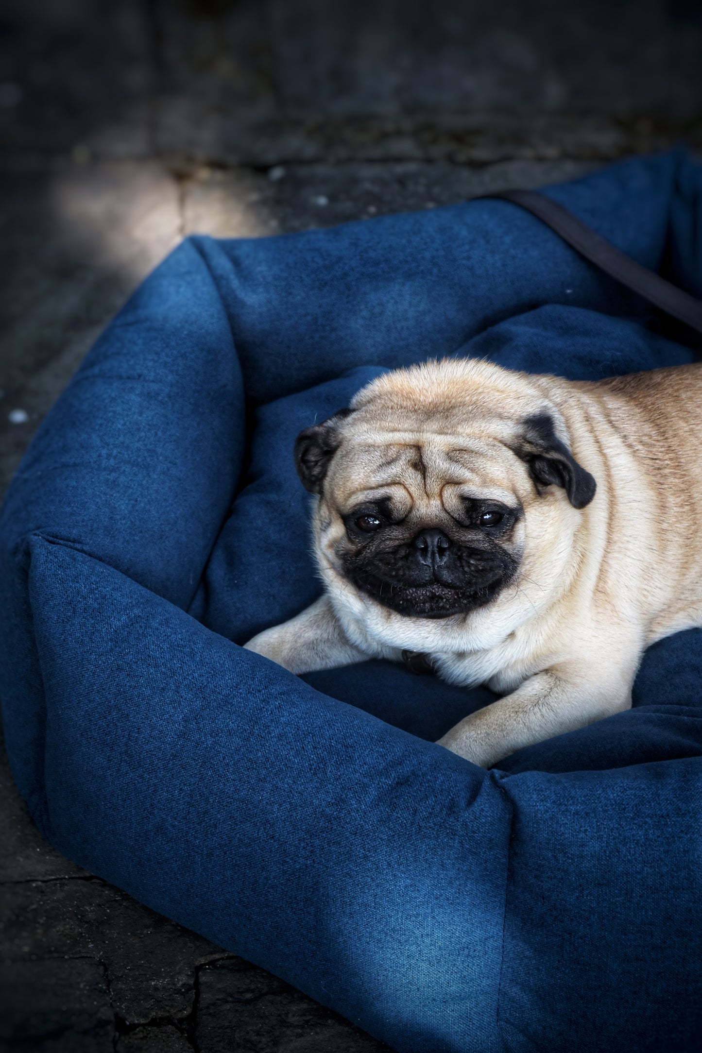 Navy Blue Dog bed