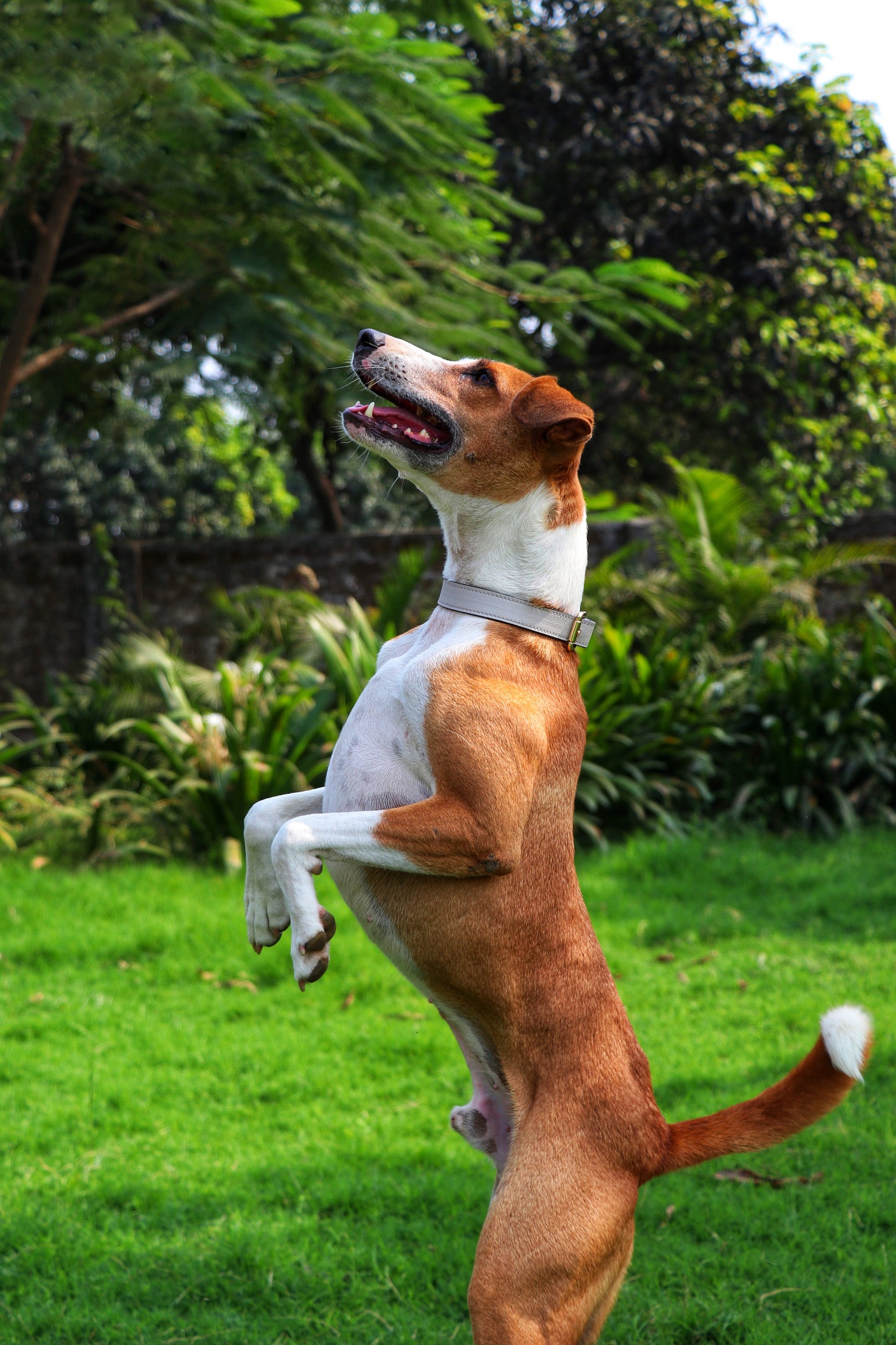 Beige Dog Collar
