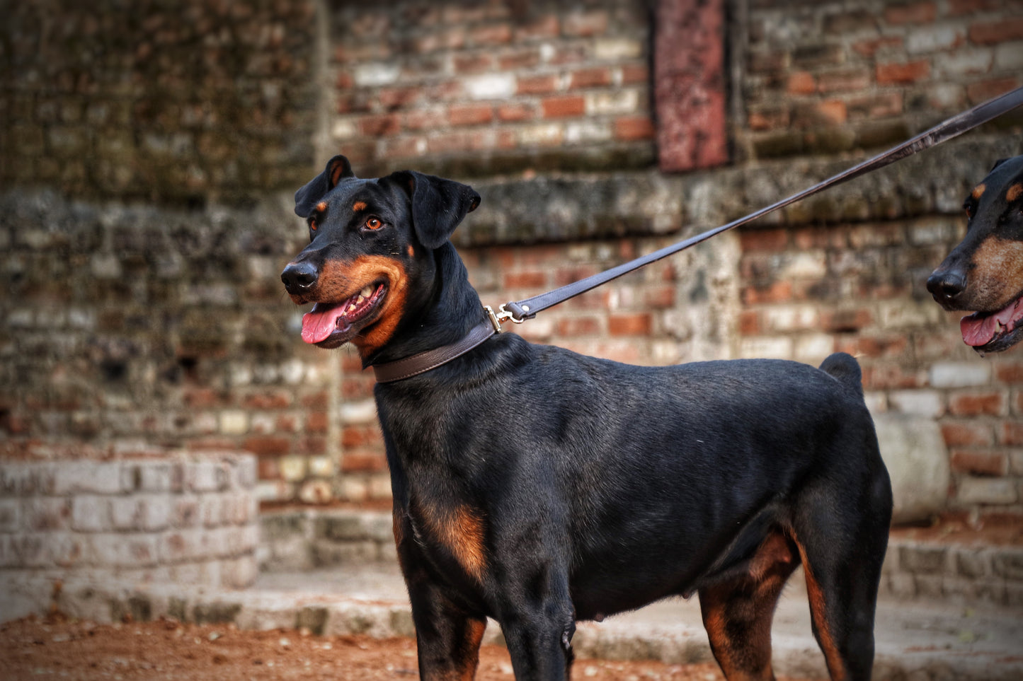 Brown Dog Collar