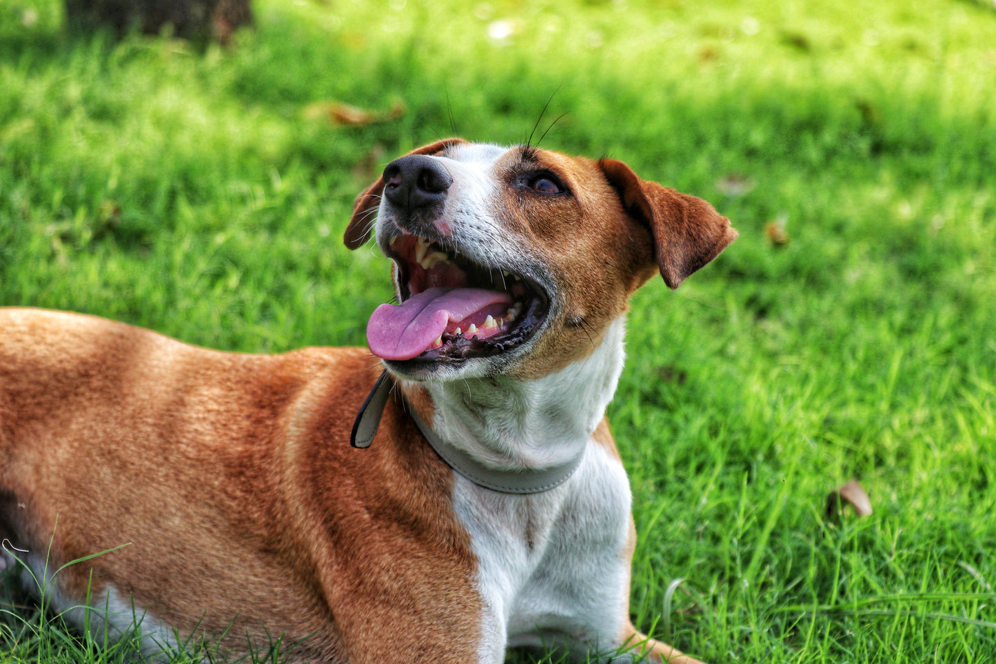 Beige Dog Collar