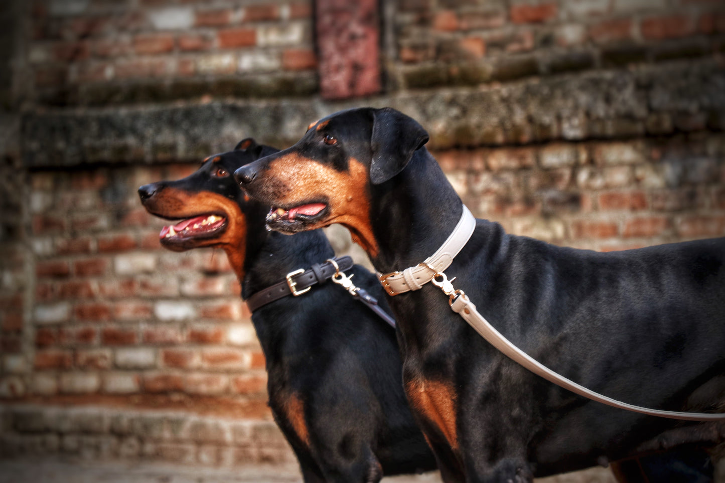 Dog Leashes(Beige)