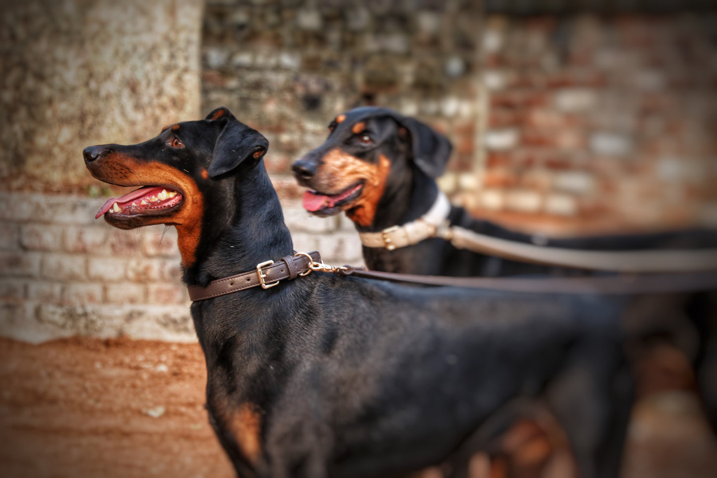 Dog Leashes(Brown)