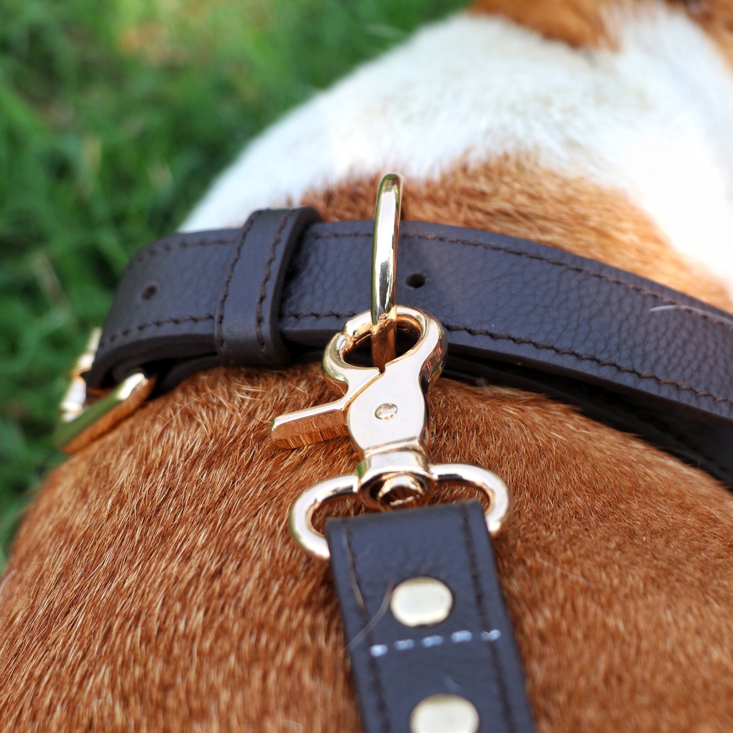 Brown Dog Collar
