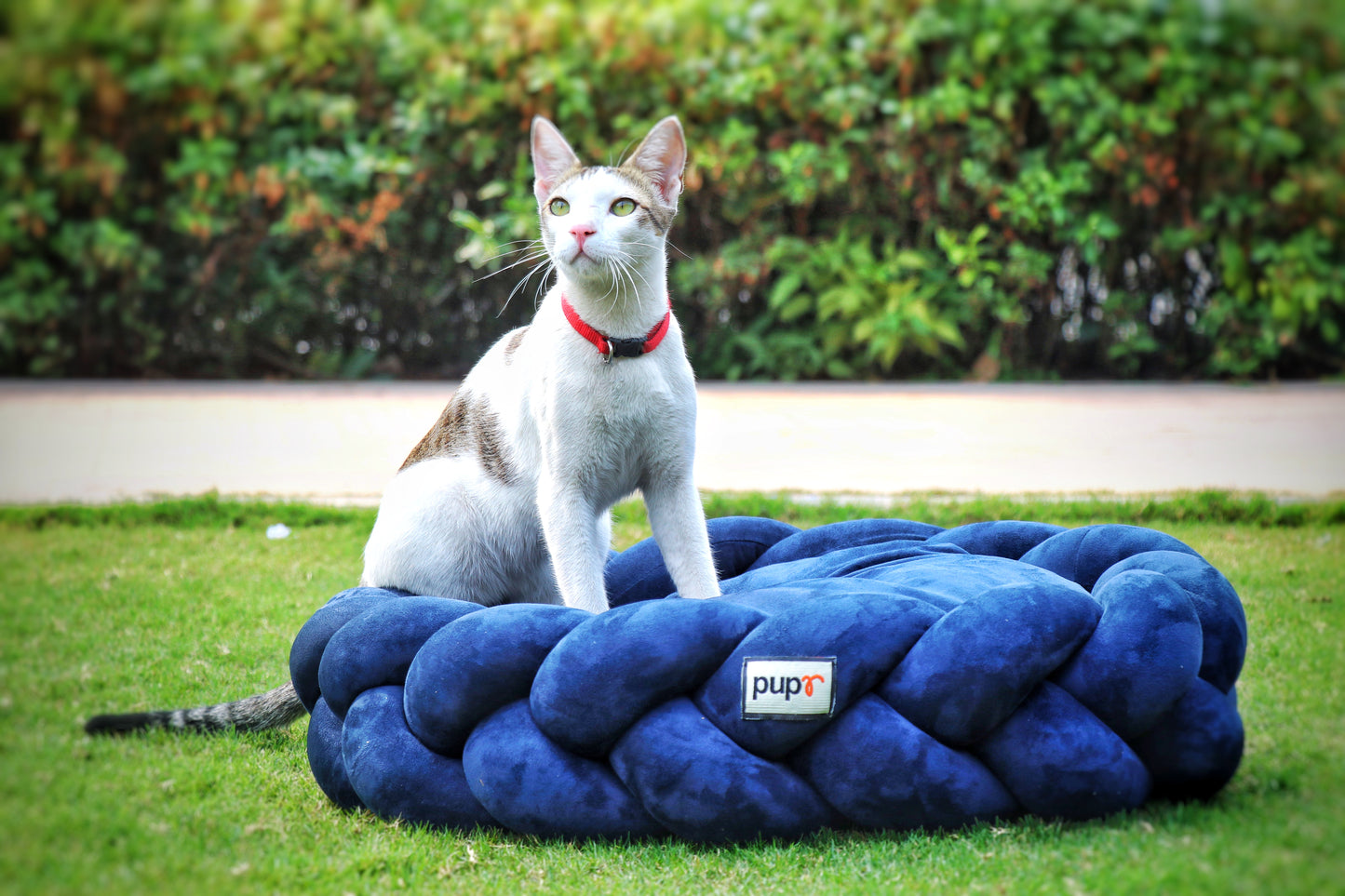 Bruno Navy Blue Dog Bed
