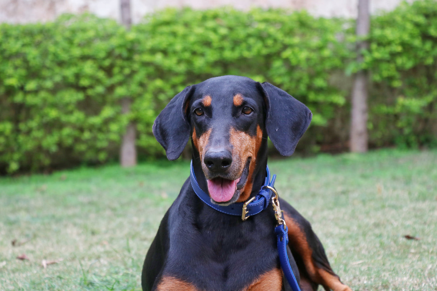 Navy Blue Dog Collar