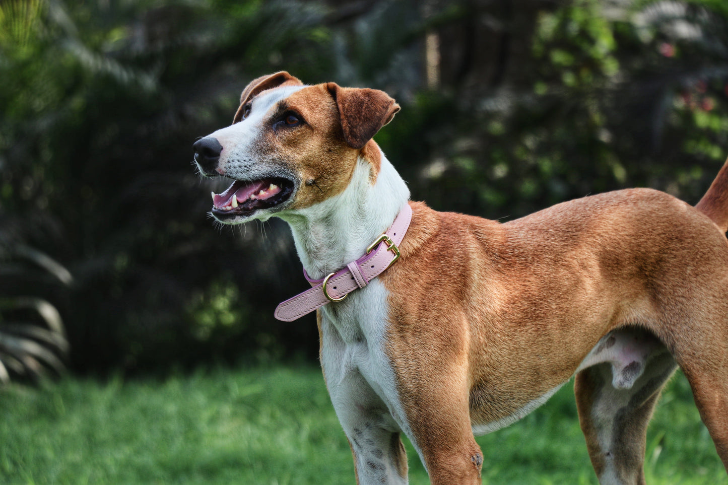 Blush Dog Collar