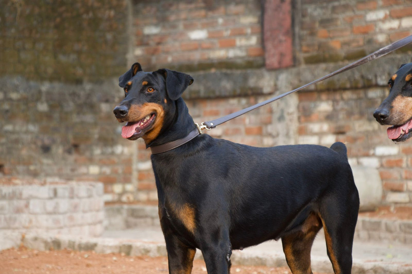 Dog Leashes(Brown)