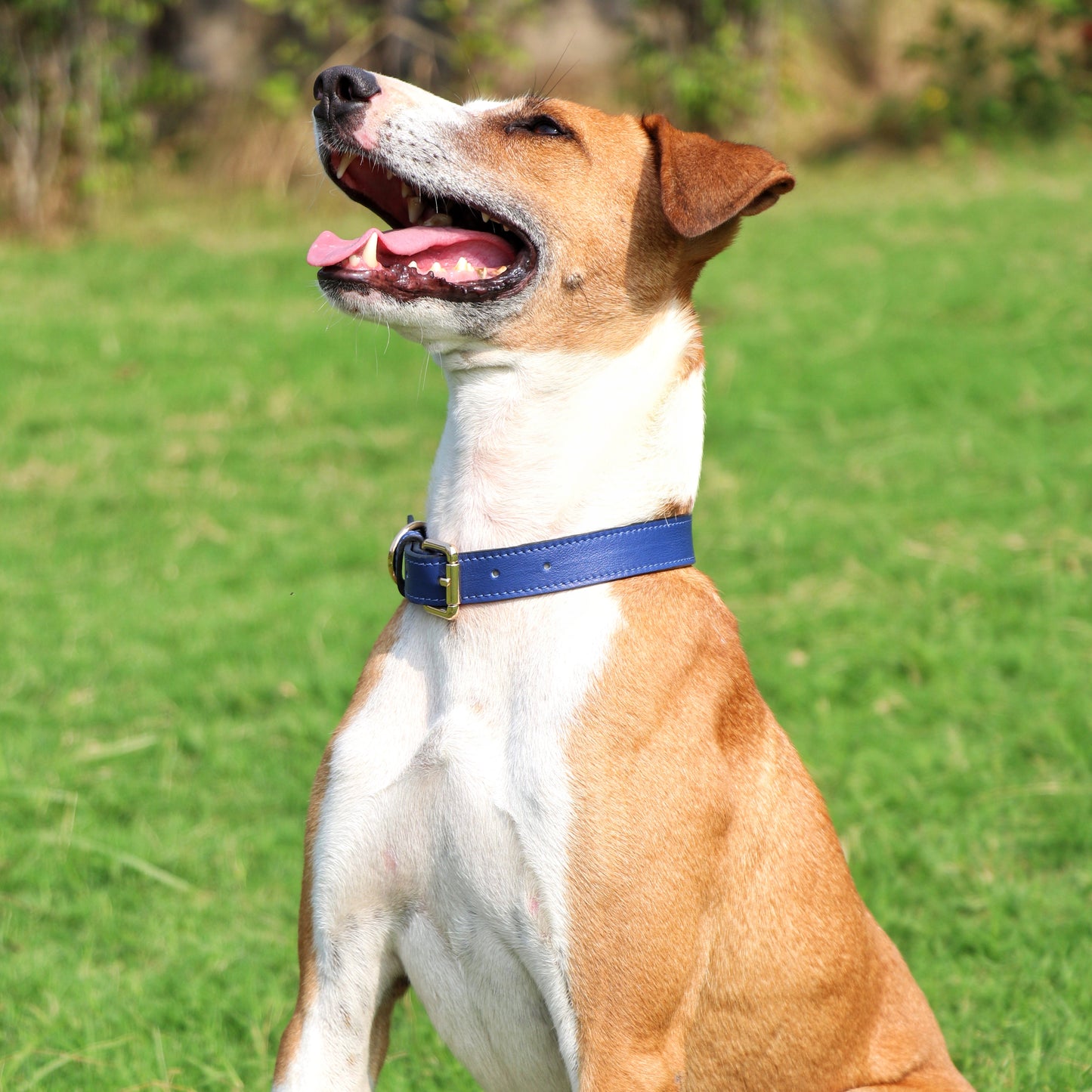 Navy Blue Dog Collar