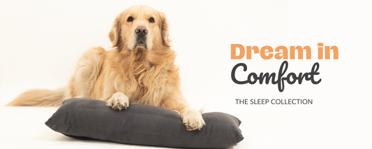 How Coat Type Affects Your Dog’s Bed Choice