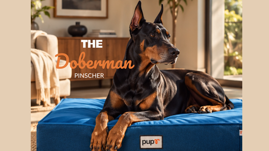 Doberman Pinscher: The Elegant Athlete With a Heart of Gold