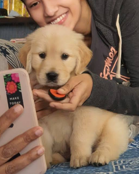Golden Retriever puppy with smiling owner