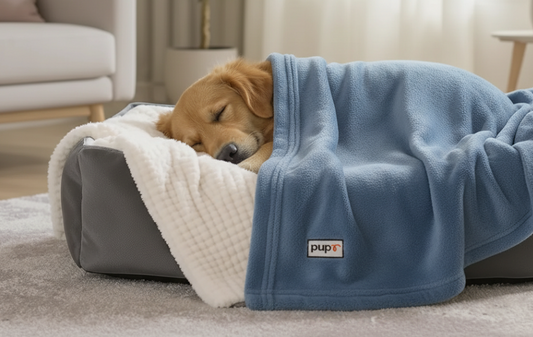 Dog sleeping under blanket
