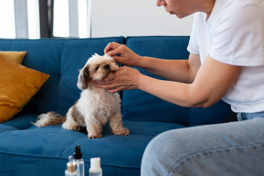 How Waterless Dog Shampoo Helps Keep Dogs Clean Between Regular Baths