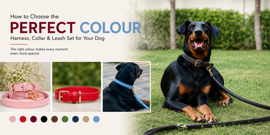 Dog colour guide with premium leather collars and leash