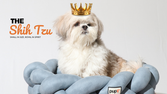 The Shih Tzu: A Little Dog with a Very Big Personality