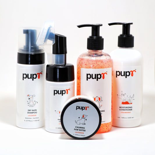 How to Keep Your Pomeranian Healthy, Happy, and Well-Groomed