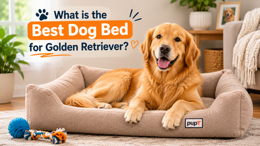 What is the Best Dog Bed for Golden Retriever?