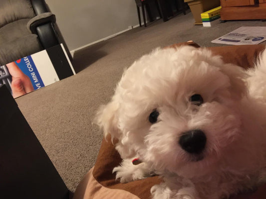 Why Is Socialising Important for your puppy?