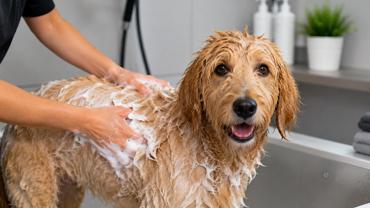 When and Why to Use a Detangling Conditioner for Dogs for Better Coat Health