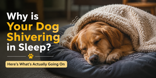 Why is Your Dog Shivering in Sleep? Here's What's Actually Going On