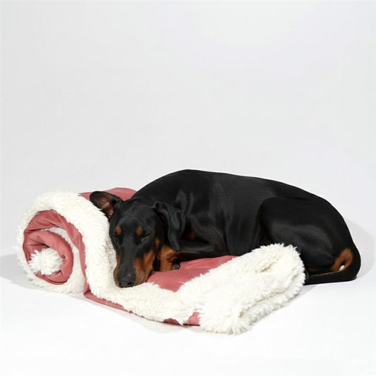 Doberman sleeping on blanket