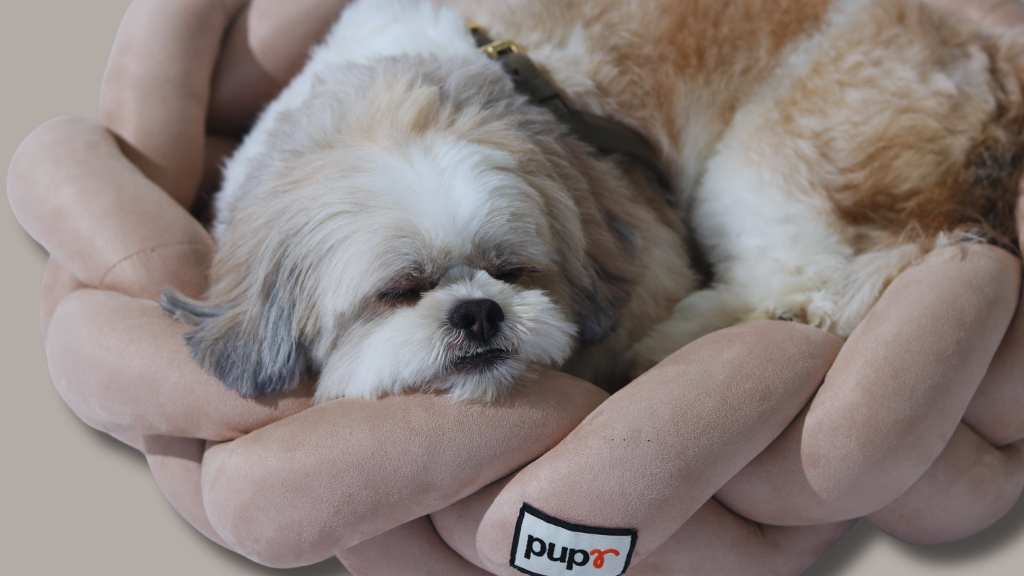 All Dog Products