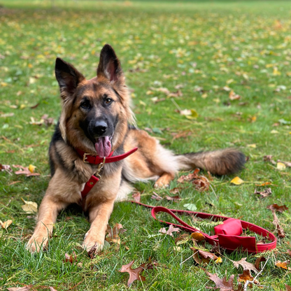 Garnet Red Dog Collar & Leash Set